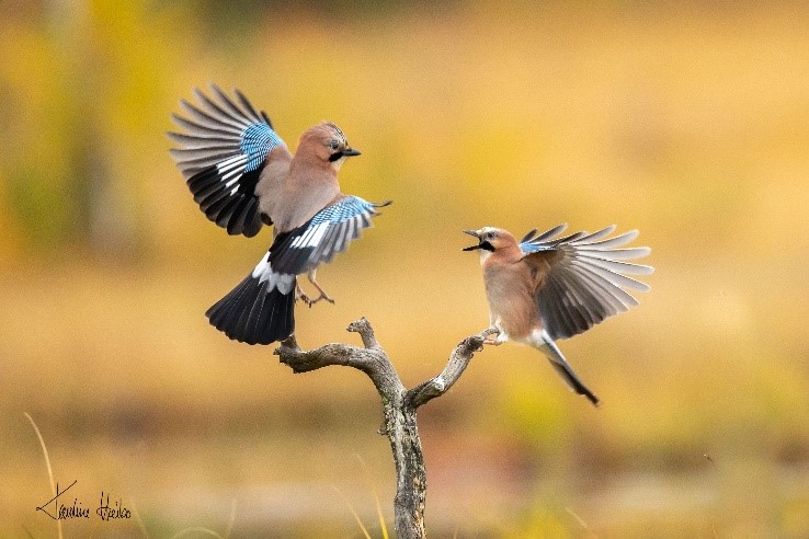 Jays fighting