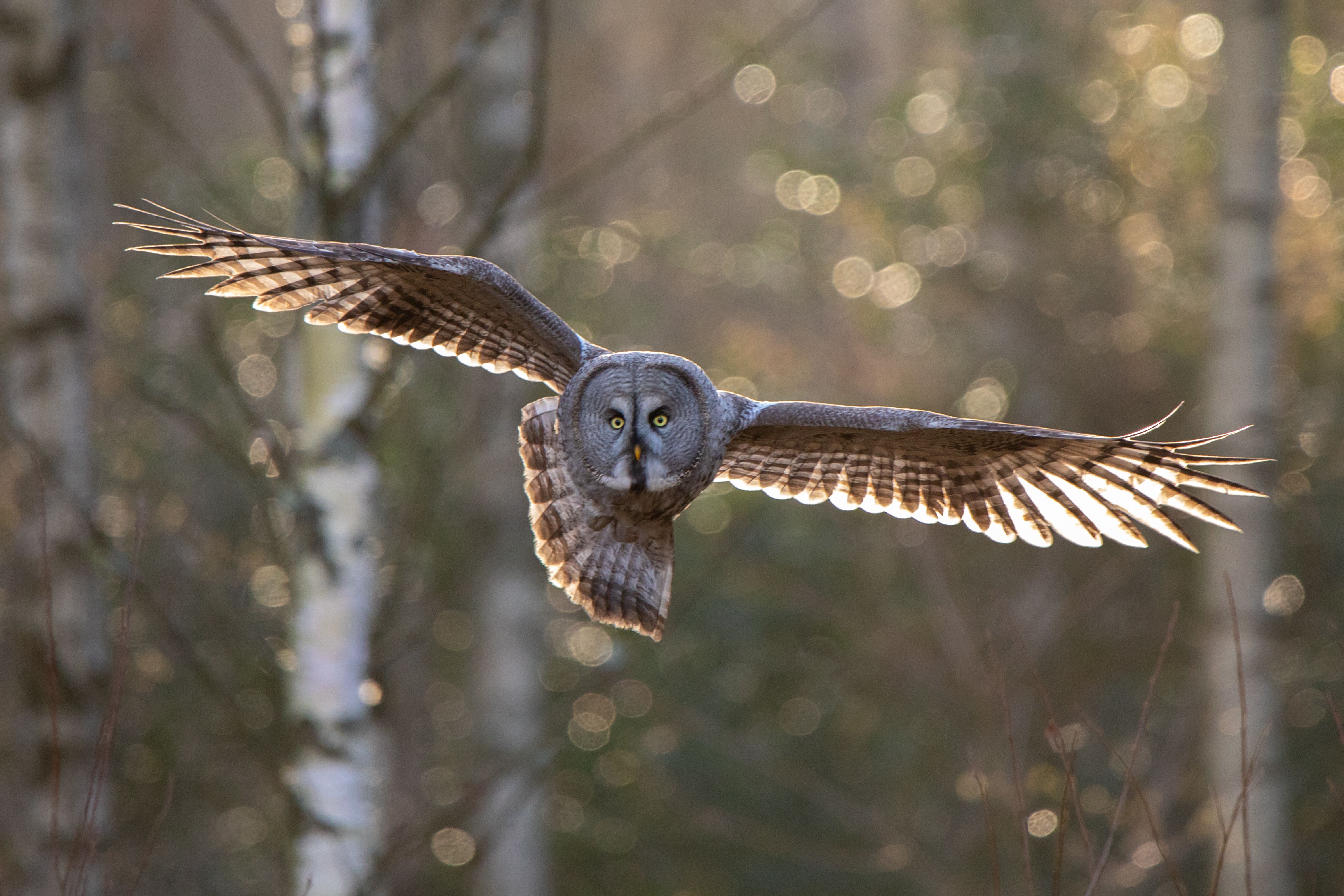 An owl in flight against a backdrop of woods