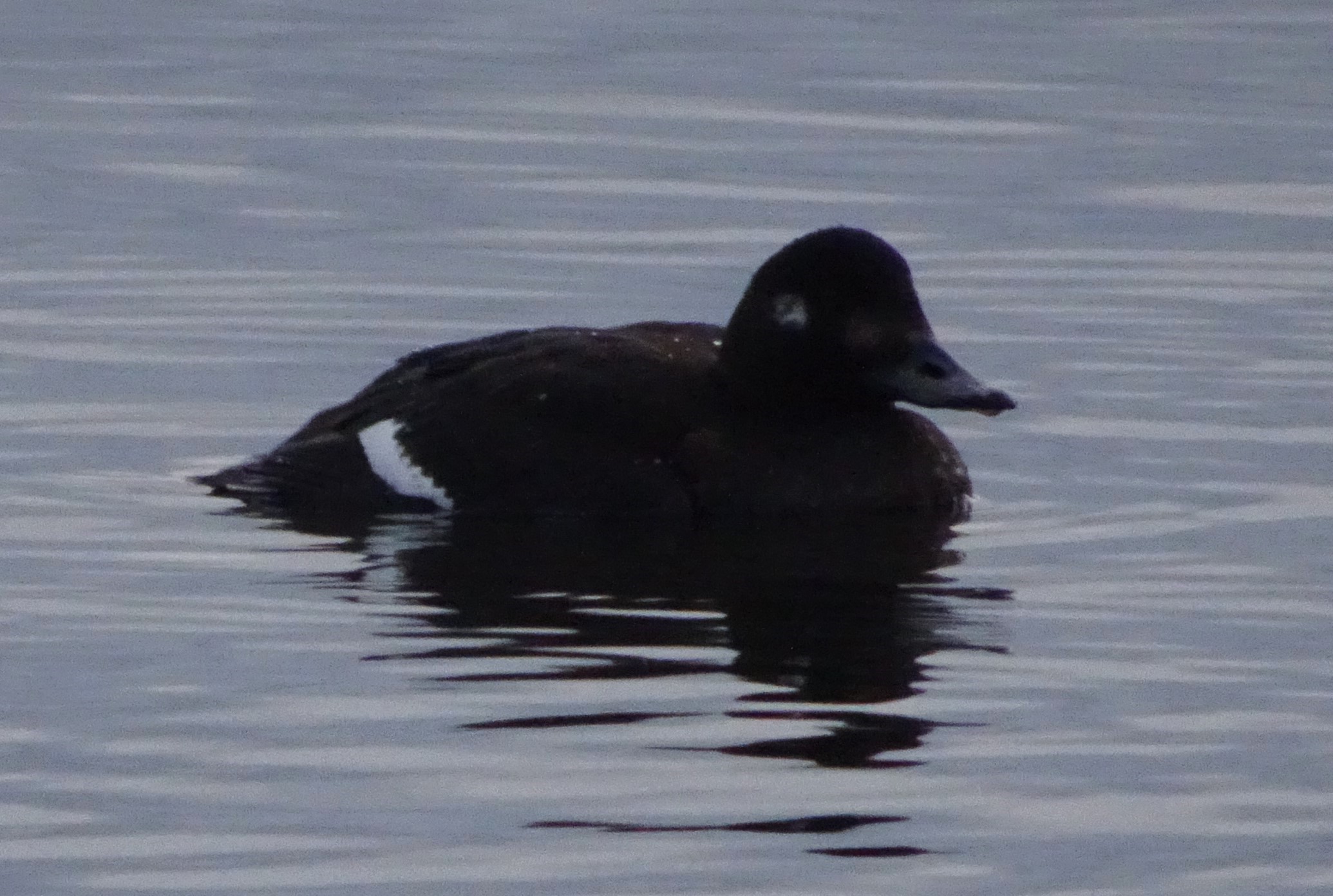 A female Velvet Scoter on the water.