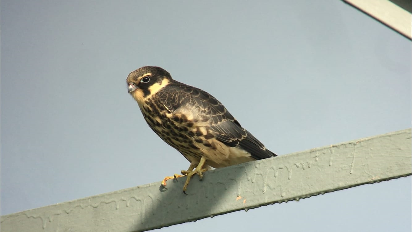 Juveniel boomvalk