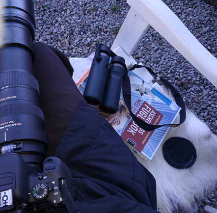 Image of equipment for recording and identifying birds during the garden bird count. These include a camera with telephoto lens, binoculars and a bird guide.
