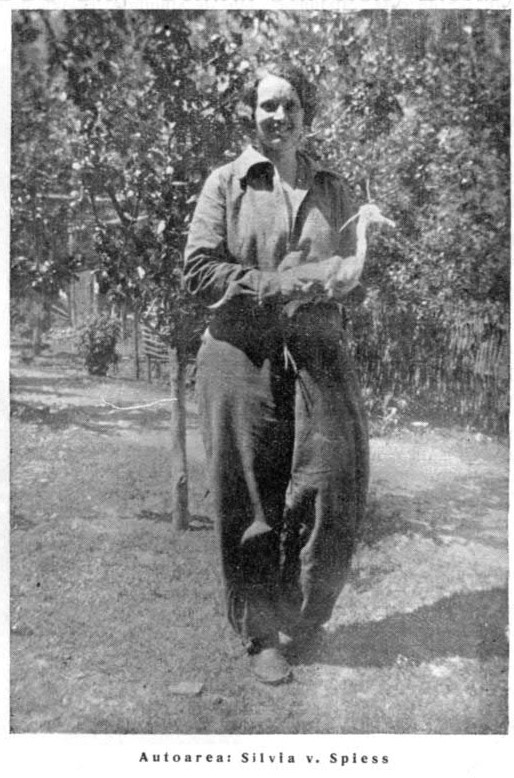 Silvia v. Spiess in Carpații, 1934
