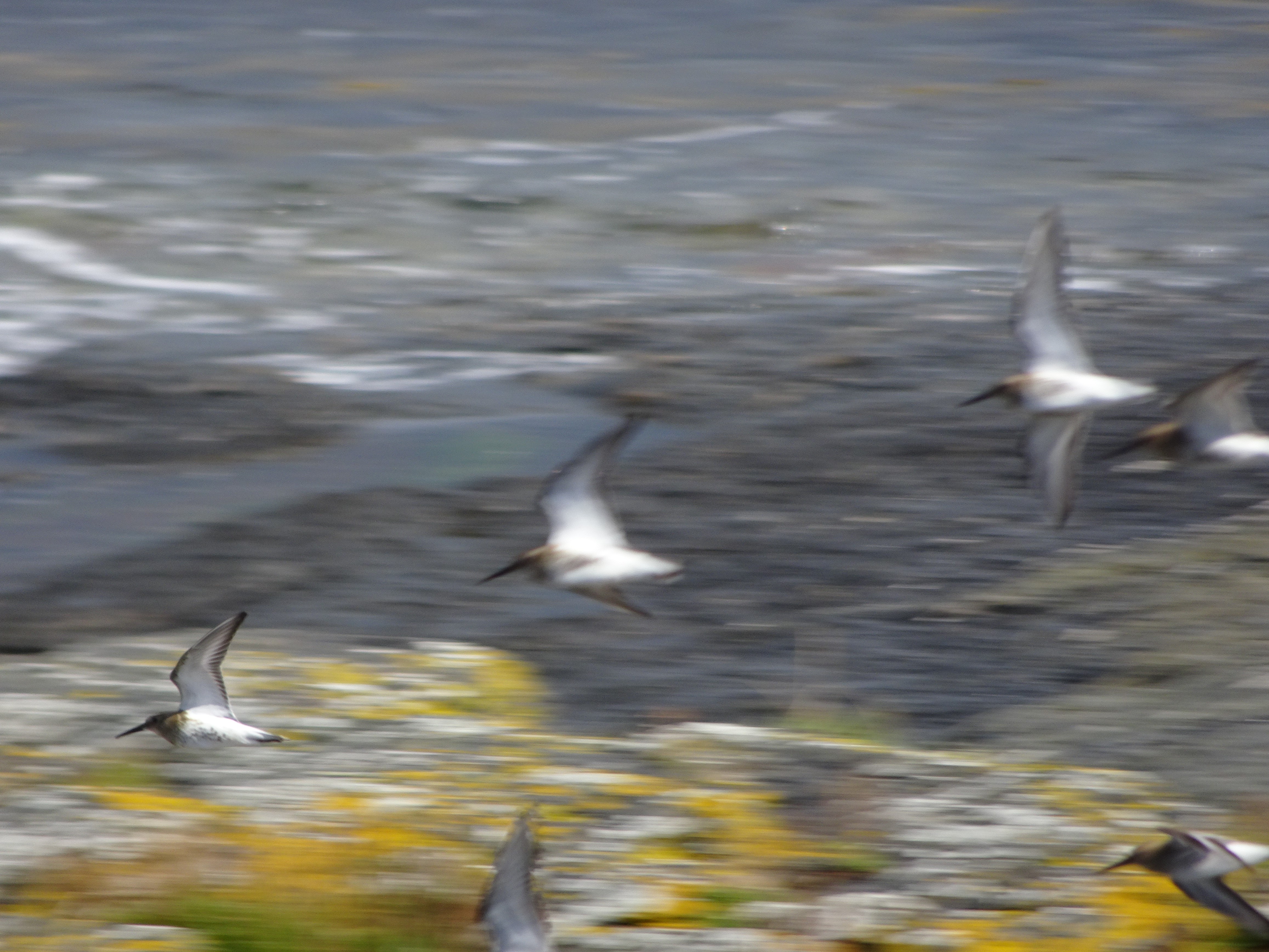 Dunlin in flight